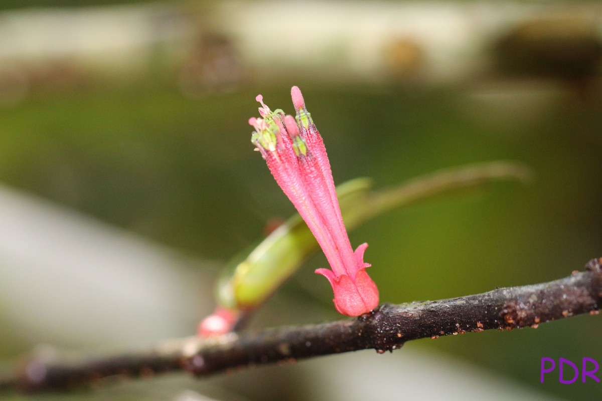 Tolypanthus gardneri (Thwaites) Tiegh.